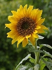 http://upload.wikimedia.org/wikipedia/commons/thumb/a/a9/A_sunflower.jpg/258px-A_sunflower.jpg